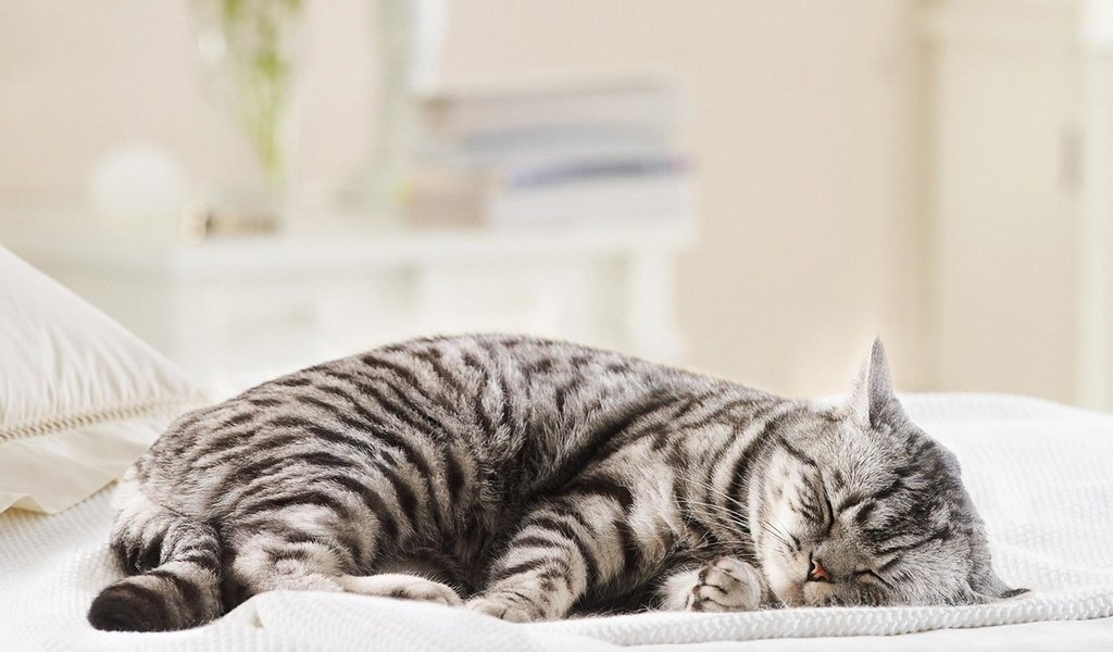 Обои кот, мордочка, кошка, сон, полосатый, cat, muzzle, sleep, striped разрешение 1920x1200 Загрузить