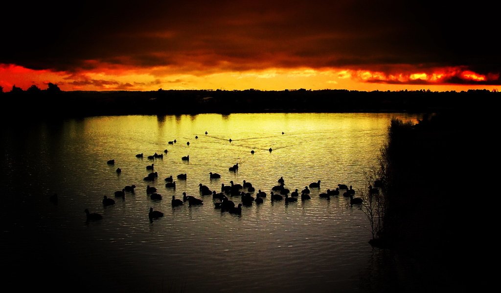 Обои небо, вечер, озеро, закат, птицы, утки, the sky, the evening, lake, sunset, birds, duck разрешение 1920x1440 Загрузить