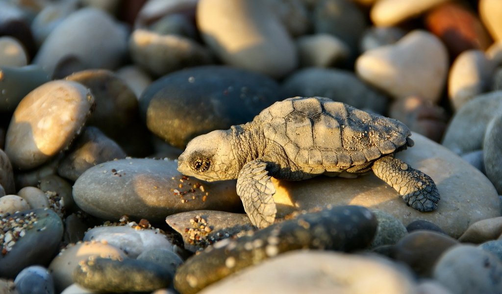 Обои свет, камни, черепаха, тень, малыш, черепашка, light, stones, turtle, shadow, baby, bug разрешение 1920x1080 Загрузить