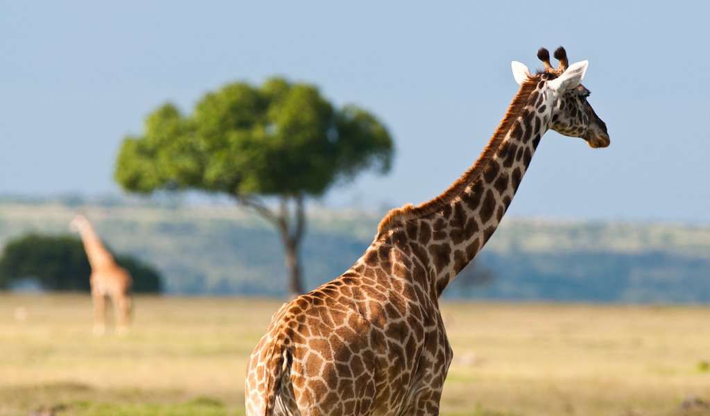 Обои пятна, жираф, саванна, шея, spot, giraffe, savannah, neck разрешение 2560x1600 Загрузить