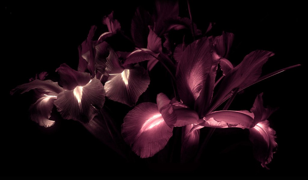 Обои цветы, лепестки, черный фон, ирисы, flowers, petals, black background, irises разрешение 1920x1200 Загрузить