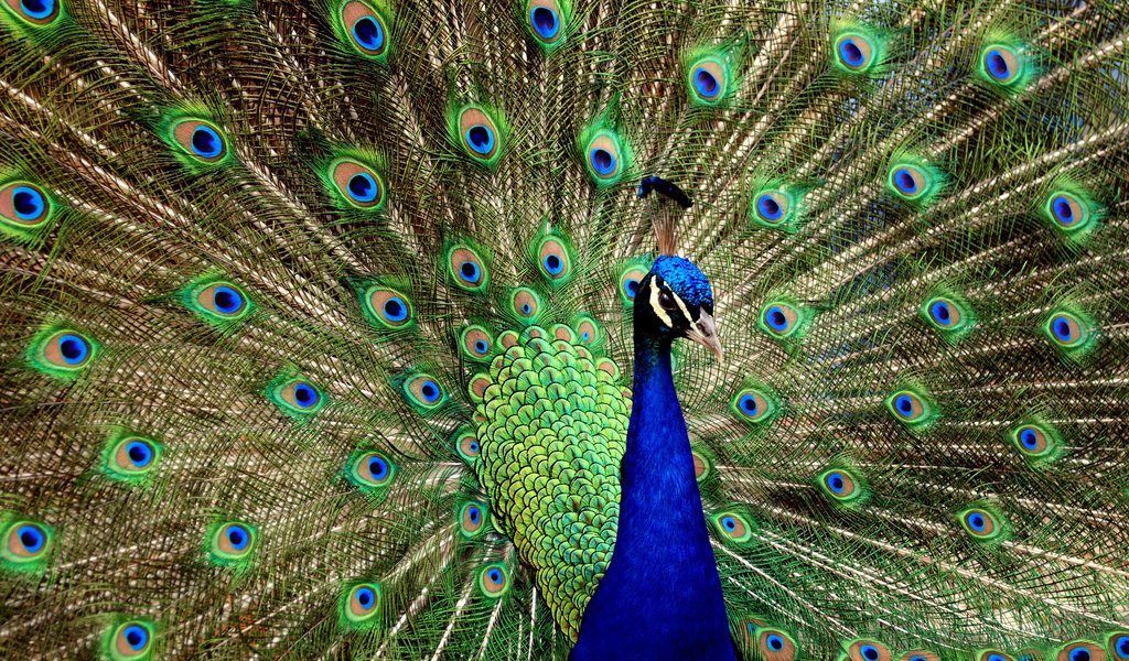 Обои птица, павлин, хвост, bird, peacock, tail разрешение 2560x1600 Загрузить