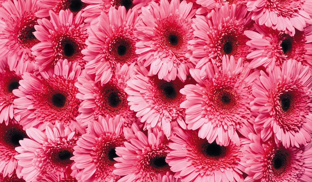 Обои цветы, лепестки, розовые, гербера, flowers, petals, pink, gerbera разрешение 1920x1200 Загрузить