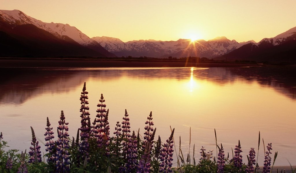 Обои цветы, вода, озеро, горы, закат, солнечные лучи, flowers, water, lake, mountains, sunset, the sun's rays разрешение 1999x1333 Загрузить