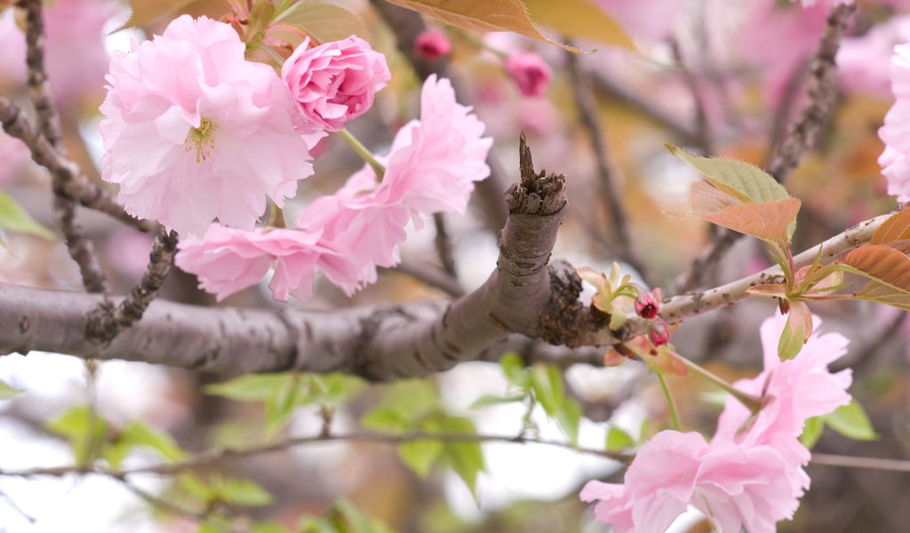 Обои ветка, цветение, весна, сакура, branch, flowering, spring, sakura разрешение 1920x1200 Загрузить