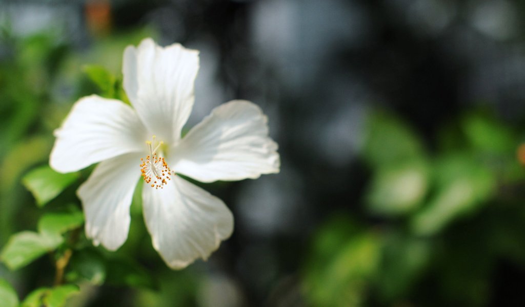 Обои цветок, лепестки, размытость, белые, бутое, гибискус, flower, petals, blur, white, bute, hibiscus разрешение 1920x1200 Загрузить