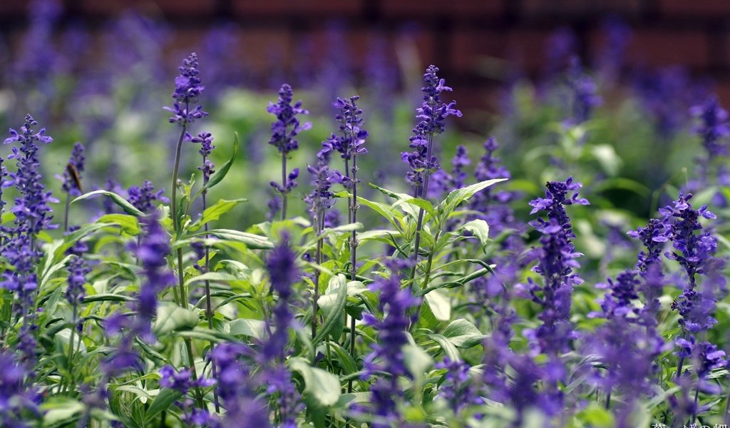 Обои цветы, лепестки, стебли, полевые цветы, шалфей, flowers, petals, stems, wildflowers, sage разрешение 1920x1200 Загрузить