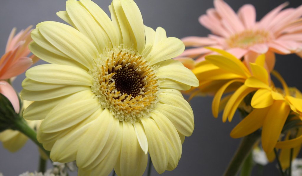 Обои цветы, макро, лепестки, гербера, flowers, macro, petals, gerbera разрешение 1920x1200 Загрузить