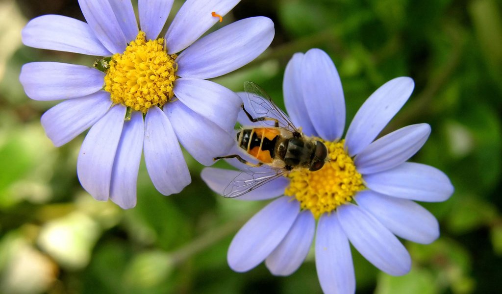 Обои ромашка, пчела, daisy, bee разрешение 1920x1200 Загрузить