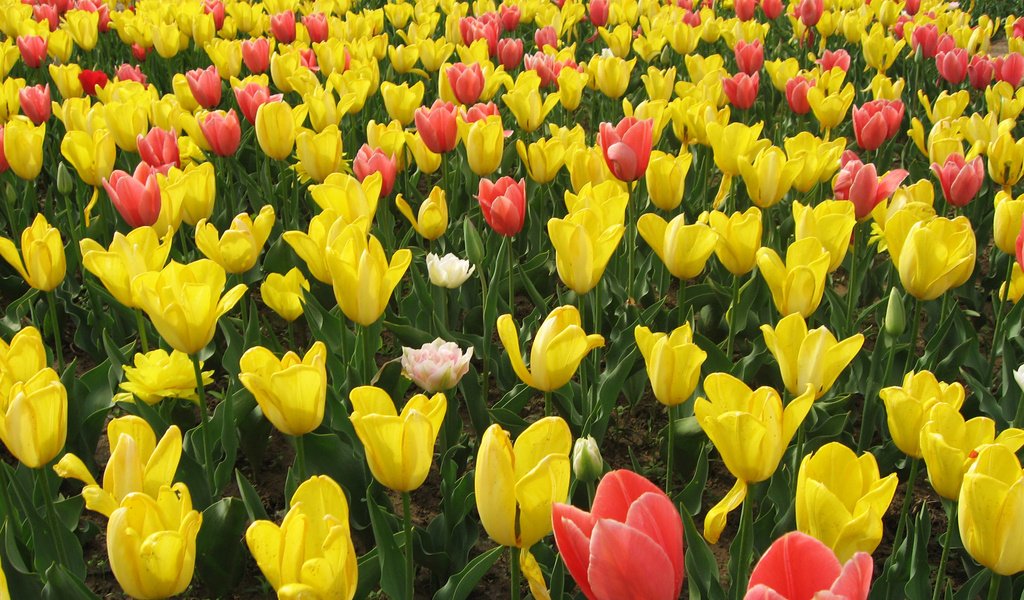 Обои цветы, бутоны, тюльпаны, flowers, buds, tulips разрешение 1920x1200 Загрузить