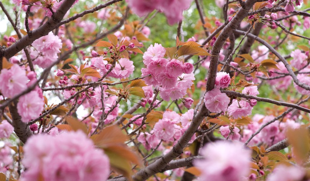 Обои цветы, цветение, ветки, лепестки, сакура, flowers, flowering, branches, petals, sakura разрешение 1920x1200 Загрузить