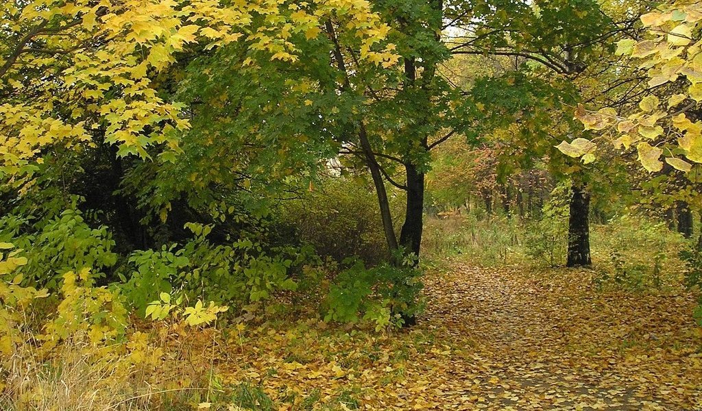 Обои деревья, лес, листья, листва, осень, тропа, trees, forest, leaves, foliage, autumn, trail разрешение 1920x1080 Загрузить