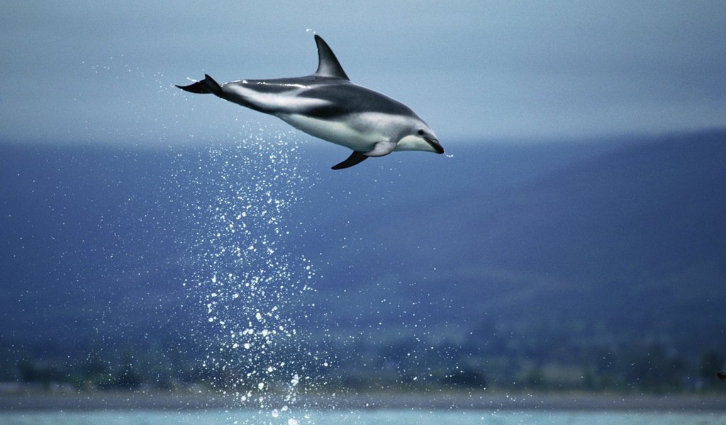 Обои небо, вода, море, прыжок, дельфин, подводный мир, the sky, water, sea, jump, dolphin, underwater world разрешение 2000x1333 Загрузить