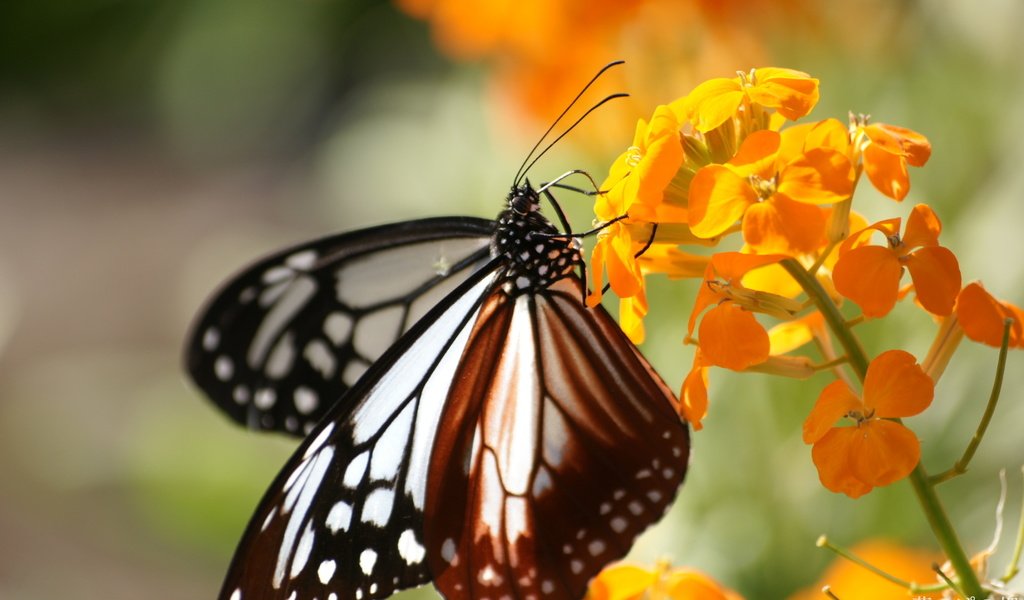 Обои насекомое, цветок, бабочка, крылья, монарх, insect, flower, butterfly, wings, monarch разрешение 1920x1200 Загрузить