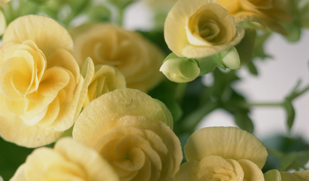 Обои цветы, лепестки, бегония, flowers, petals, begonia разрешение 1920x1200 Загрузить