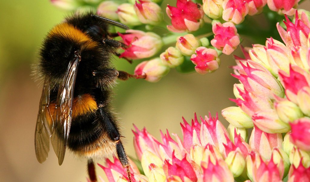 Обои цветы, макро, насекомые, пчела, шмель, flowers, macro, insects, bee, bumblebee разрешение 1920x1200 Загрузить