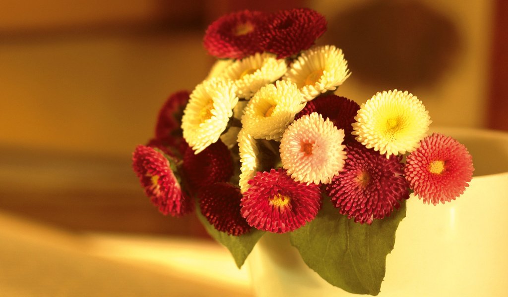 Обои цветы, листья, букет, маргаритки, flowers, leaves, bouquet, daisy разрешение 1920x1200 Загрузить