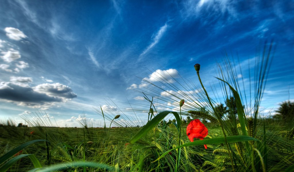 Обои небо, трава, зелень, лето, мак, the sky, grass, greens, summer, mac разрешение 1920x1200 Загрузить