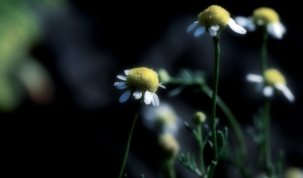 Обои цветы, ромашка, ромашки, flowers, daisy, chamomile разрешение 1920x1200 Загрузить