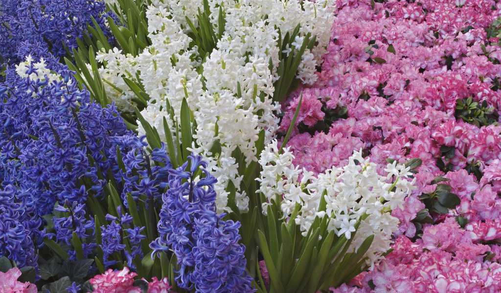 Обои цветы, весна, гиацинты, flowers, spring, hyacinths разрешение 1920x1200 Загрузить