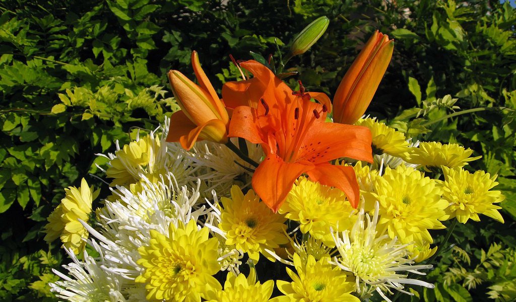 Обои букет, хризантема, bouquet, chrysanthemum разрешение 1920x1200 Загрузить