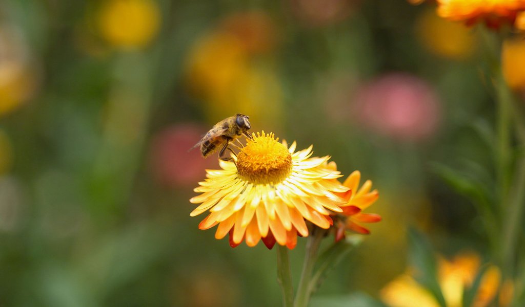 Обои цветок, растение, пчела, опыление, flower, plant, bee, pollination разрешение 1920x1200 Загрузить
