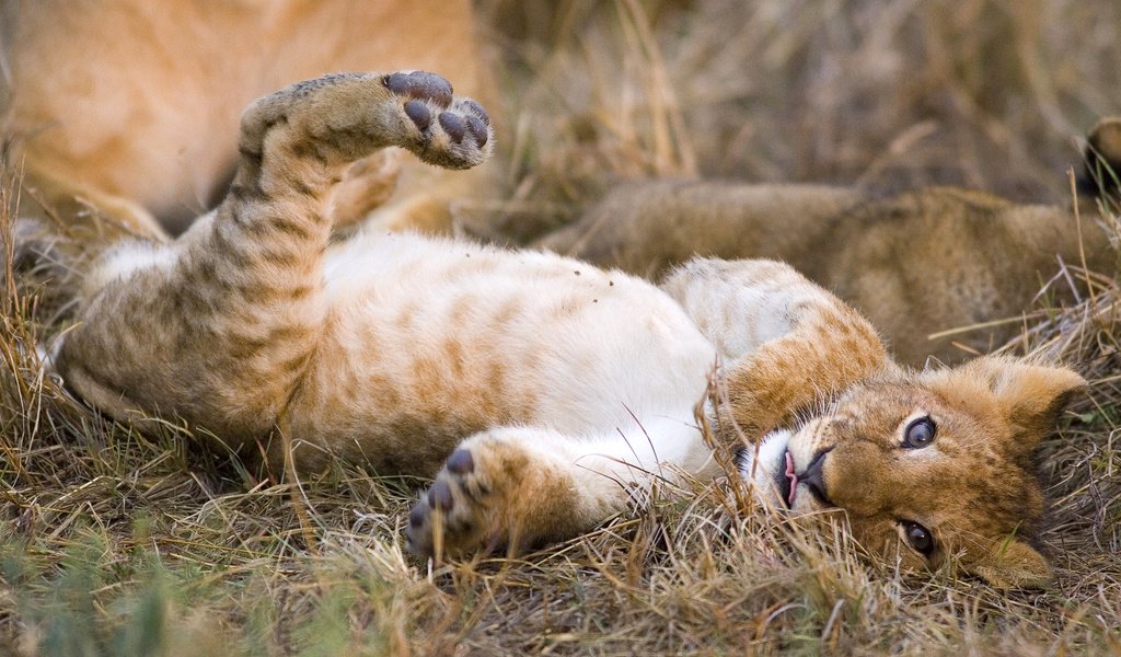 Обои трава, кошка, котенок, леопард, хищник, лев, львёнок, grass, cat, kitty, leopard, predator, leo, lion разрешение 1920x1080 Загрузить