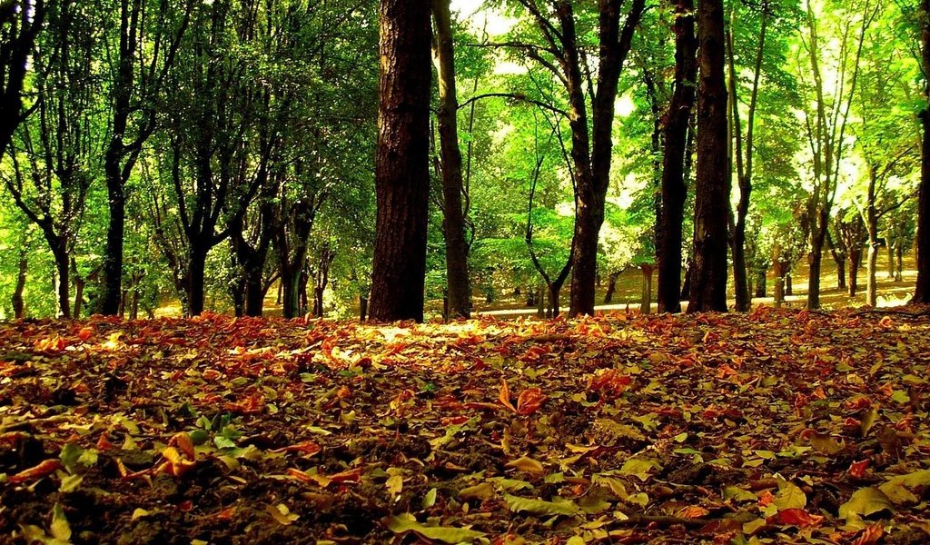 Обои деревья, листья, осень, осенние листья, trees, leaves, autumn, autumn leaves разрешение 1920x1080 Загрузить