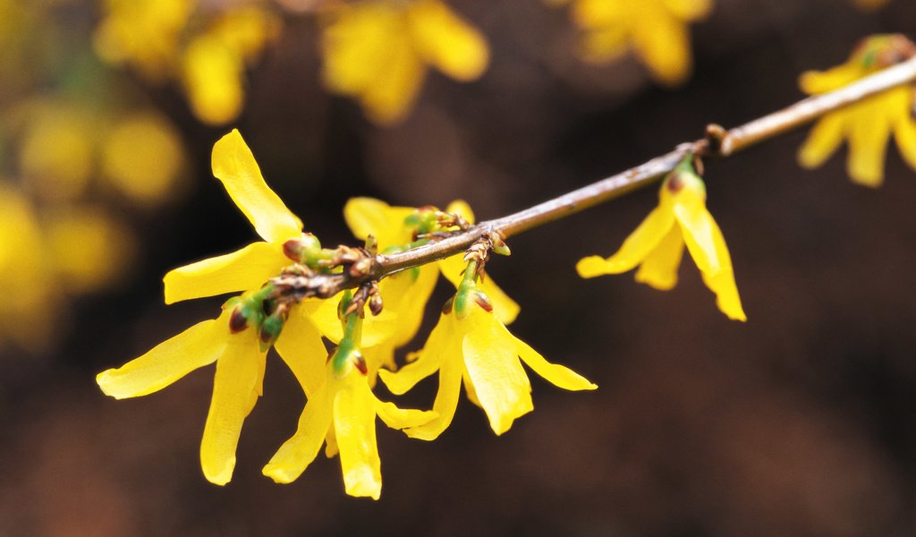 Обои цветы, ветка, желтые, форзиция, flowers, branch, yellow, forsythia разрешение 1920x1200 Загрузить