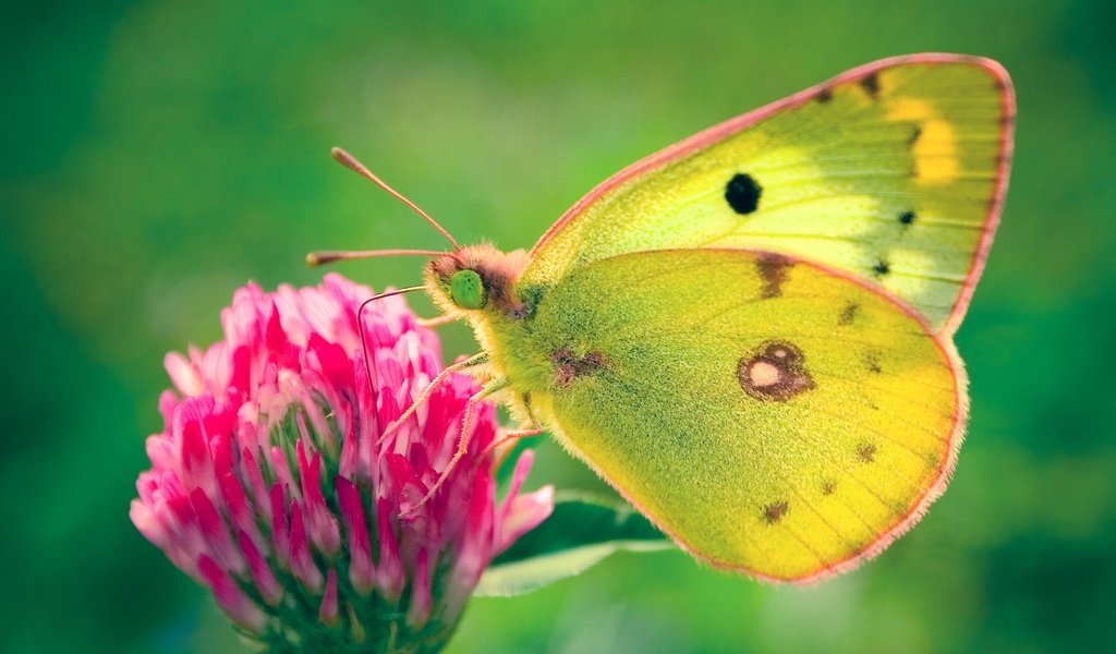 Обои клевер, цветок, бабочка, желтушка луговая, clover, flower, butterfly, european swallowtail разрешение 1920x1200 Загрузить