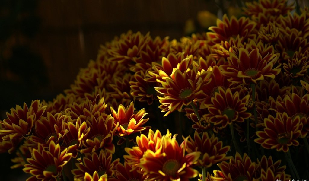 Обои цветы, хризантемы, flowers, chrysanthemum разрешение 1920x1200 Загрузить