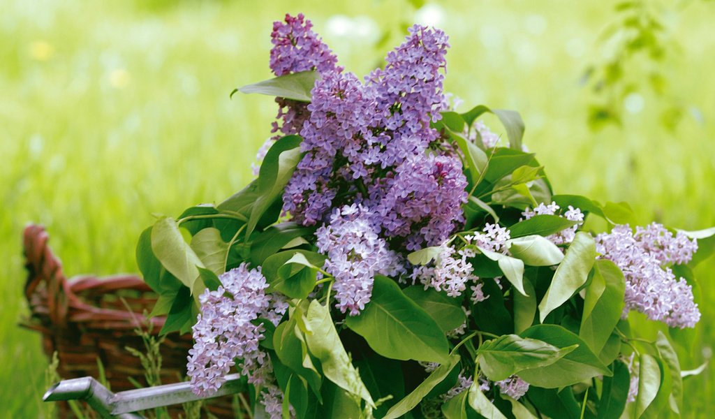 Обои зелень, листья, букет, корзина, сирень, лейка, greens, leaves, bouquet, basket, lilac, lake разрешение 1920x1200 Загрузить