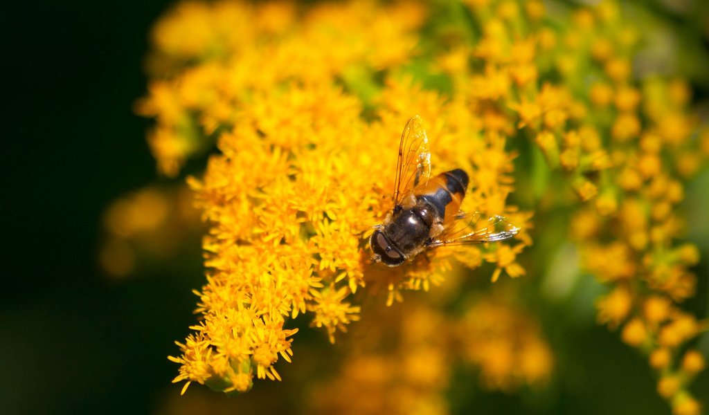 Обои цветы, макро, насекомое, желтые, муха, flowers, macro, insect, yellow, fly разрешение 1920x1200 Загрузить