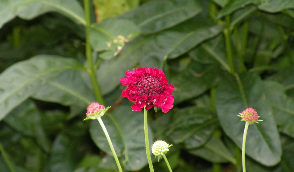 Обои цветы, листья, стебли, скабиоза, flowers, leaves, stems, scabious разрешение 1920x1200 Загрузить