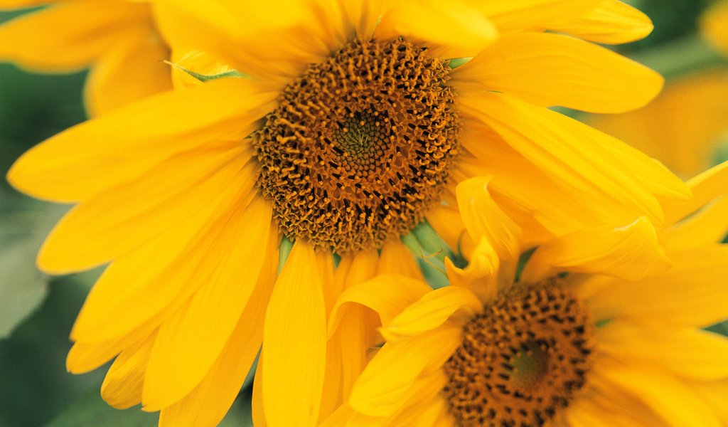 Обои цветы, подсолнухи, желтые, flowers, sunflowers, yellow разрешение 1920x1200 Загрузить