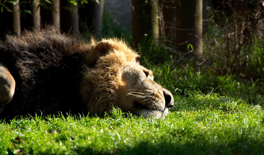 Обои трава, кошка, лежит, отдыхает, лев, зверь, грива, львёнок, grass, cat, lies, resting, leo, beast, mane, lion разрешение 1920x1200 Загрузить