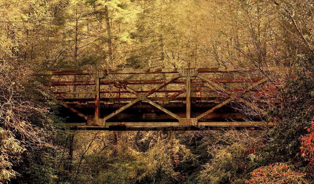 Обои лес, листья, мост, осень, южная каролина, forest, leaves, bridge, autumn, south carolina разрешение 1920x1080 Загрузить