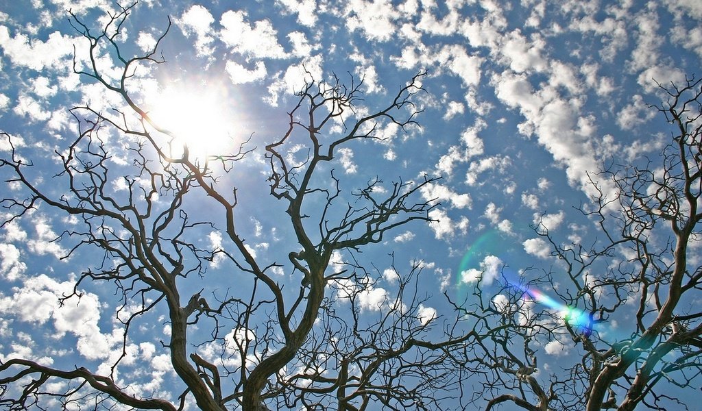 Обои небо, облака, деревья, солнце, природа, the sky, clouds, trees, the sun, nature разрешение 1920x1080 Загрузить