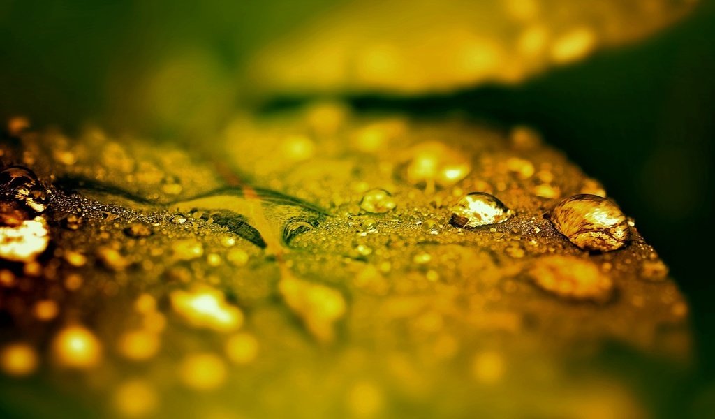 Обои макро, капли, листик, после дождя, капли дождя, macro, drops, leaf, after the rain, raindrops разрешение 1920x1080 Загрузить