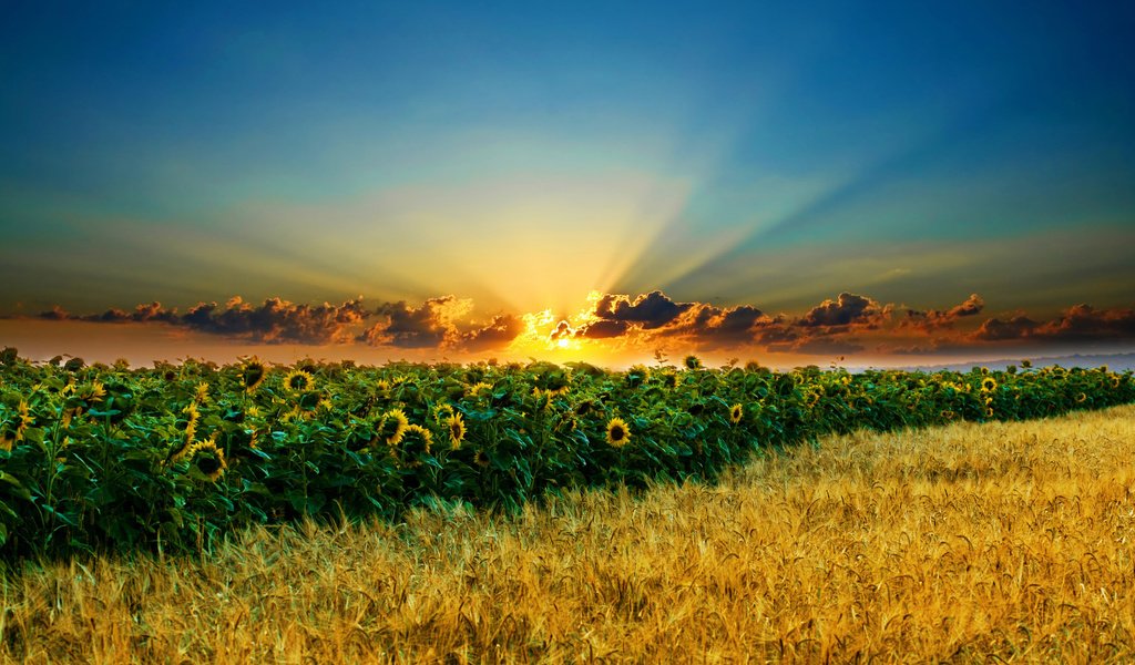 Обои солнце, закат, лучи, поле, подсолнухи, the sun, sunset, rays, field, sunflowers разрешение 2560x1600 Загрузить