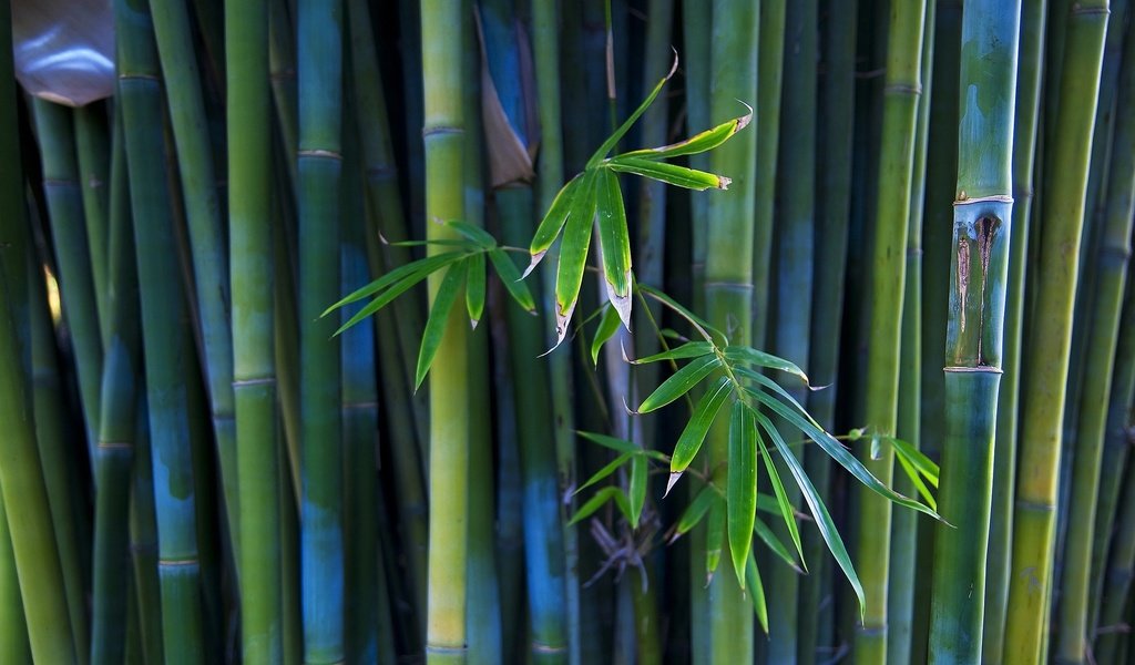 Обои бамбук, стебли, bamboo, stems разрешение 1920x1080 Загрузить