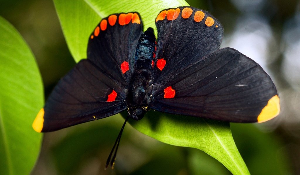 Обои насекомое, листва, бабочка, крылья, черная, большая, insect, foliage, butterfly, wings, black, large разрешение 1920x1080 Загрузить