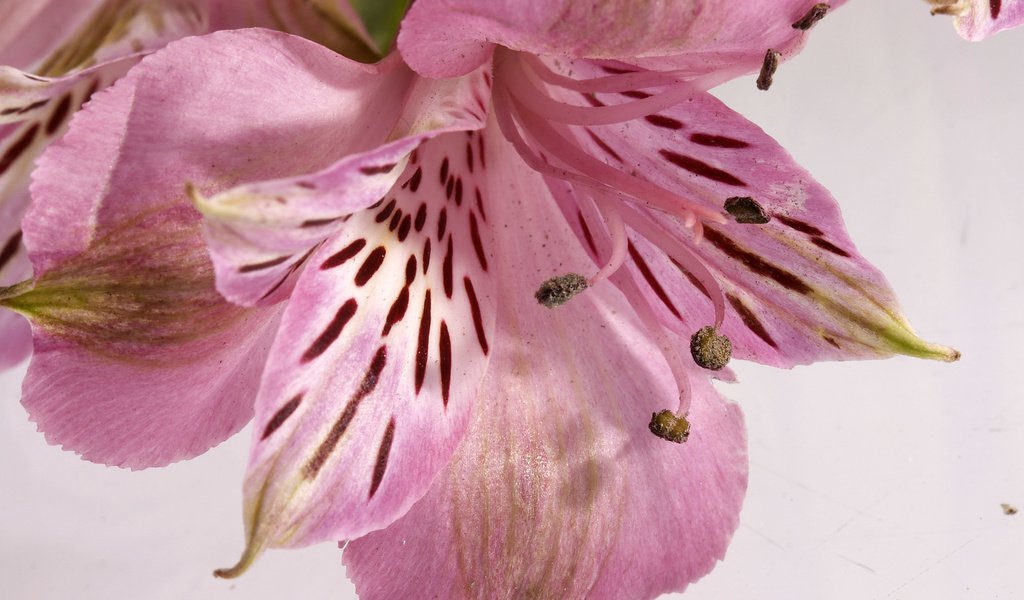 Обои цветок, лепестки, тычинки, лилия, альстромерия, flower, petals, stamens, lily, alstroemeria разрешение 2560x1600 Загрузить