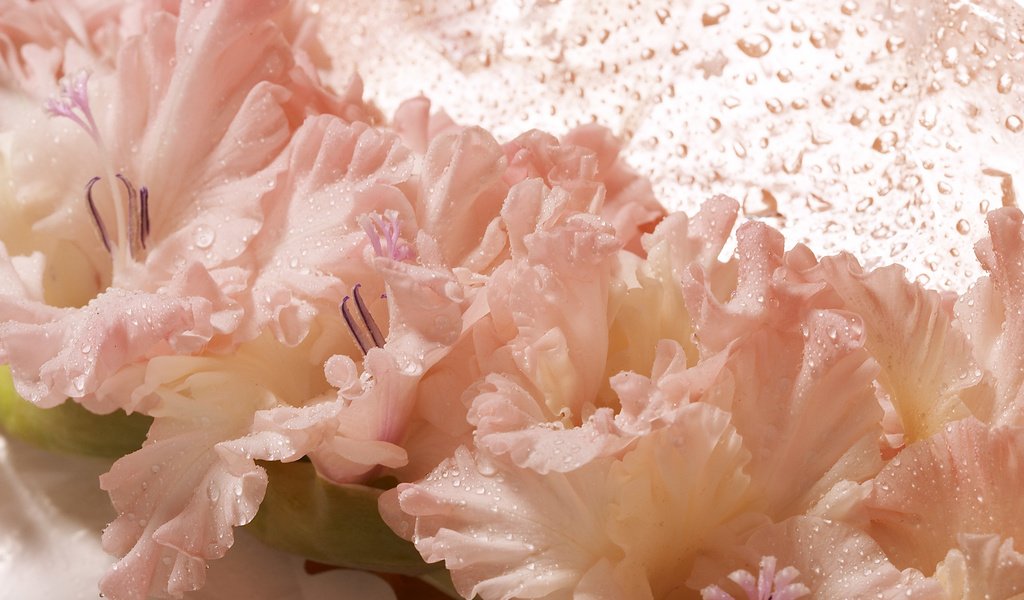 Обои цветок, капли, мокрый, гладиолус, flower, drops, wet, gladiolus разрешение 2560x1600 Загрузить