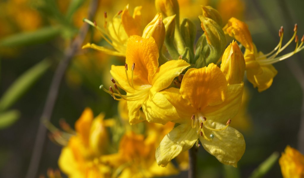 Обои цветы, желтые, рододендрон, flowers, yellow, rhododendron разрешение 2560x1600 Загрузить