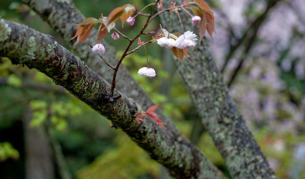 Обои дерево, цветение, ветки, весна, tree, flowering, branches, spring разрешение 2560x1600 Загрузить