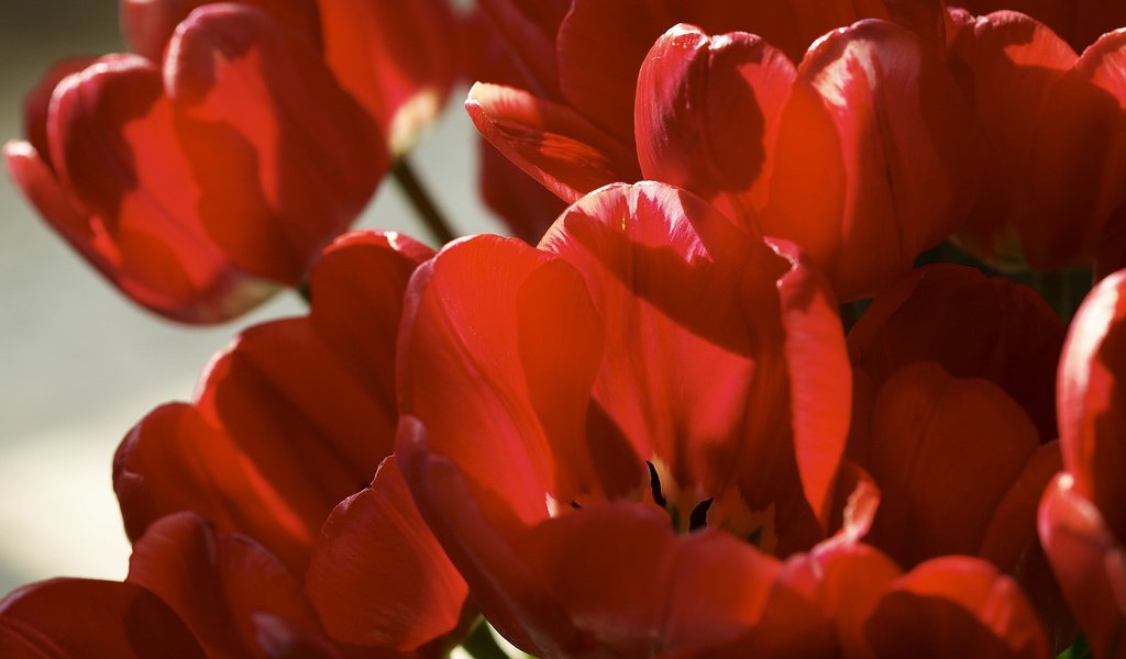 Обои цветы, лепестки, красные, тюльпаны, flowers, petals, red, tulips разрешение 2560x1600 Загрузить