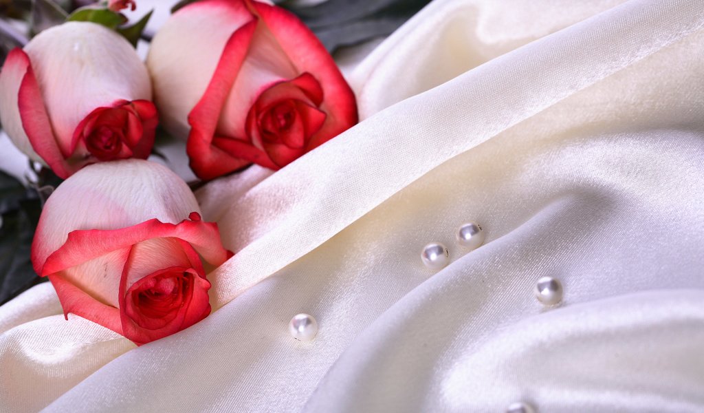Обои цветы, розы, ткань, три, шелк, жемчуг, атлас, flowers, roses, fabric, three, silk, pearl, atlas разрешение 2560x1600 Загрузить