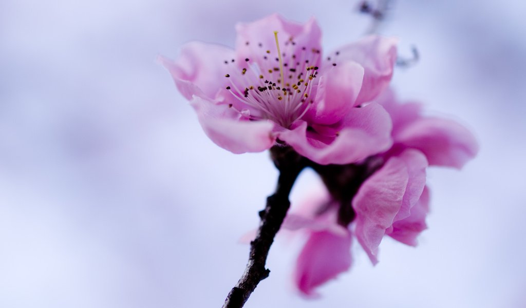 Обои небо, ветка, цветок, весна, розовый, сакура, the sky, branch, flower, spring, pink, sakura разрешение 3648x2736 Загрузить