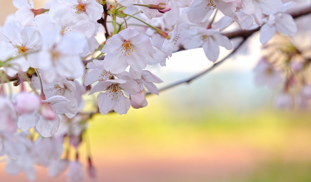 Обои цветение, ветки, свежесть, весна, вишня, белые лепестки, flowering, branches, freshness, spring, cherry, white petals разрешение 1920x1080 Загрузить